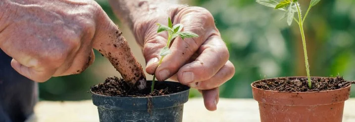 Person pflanzt Tomate ein